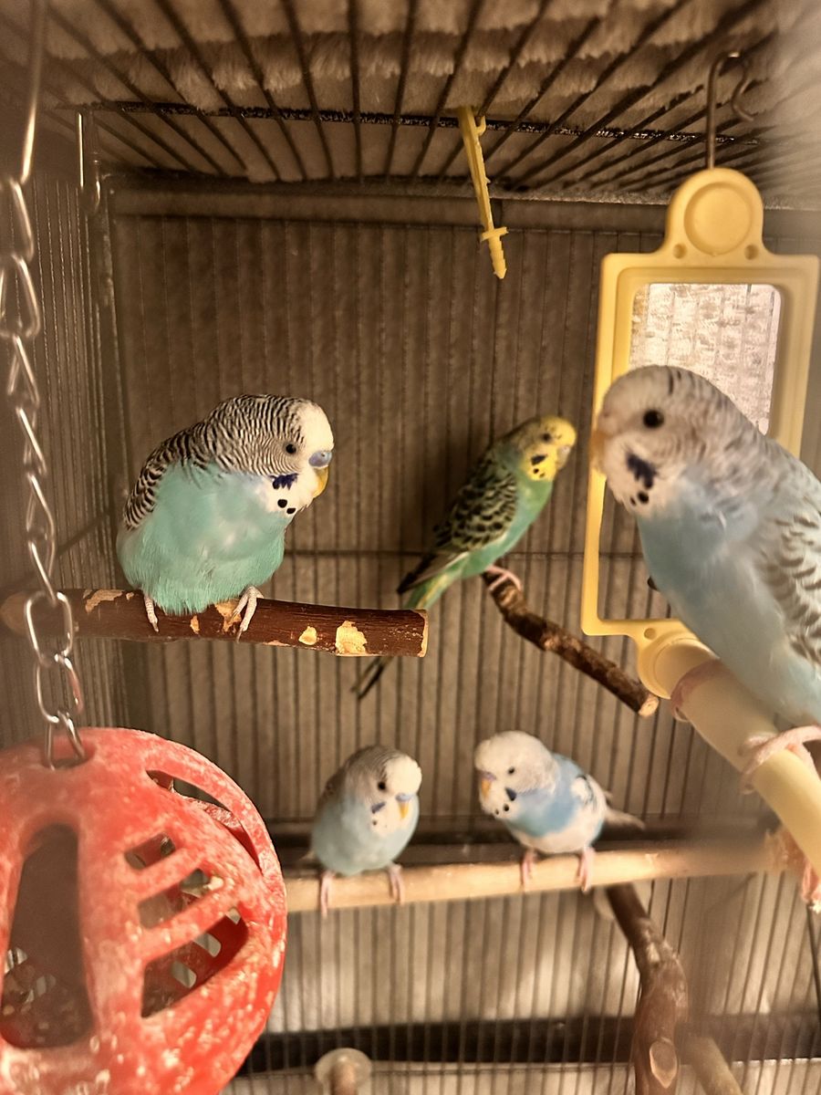 Colorful parakeets, I have breeding pairs as well