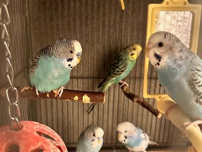 Colorful parakeets, I have breeding pairs as well