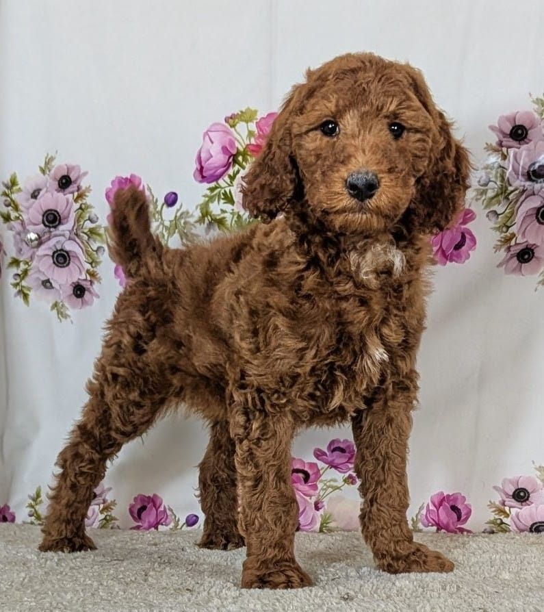 Boy Hummer - Mini Goldendoodle $1500