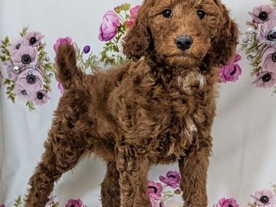 Boy Hummer - Mini Goldendoodle $1500