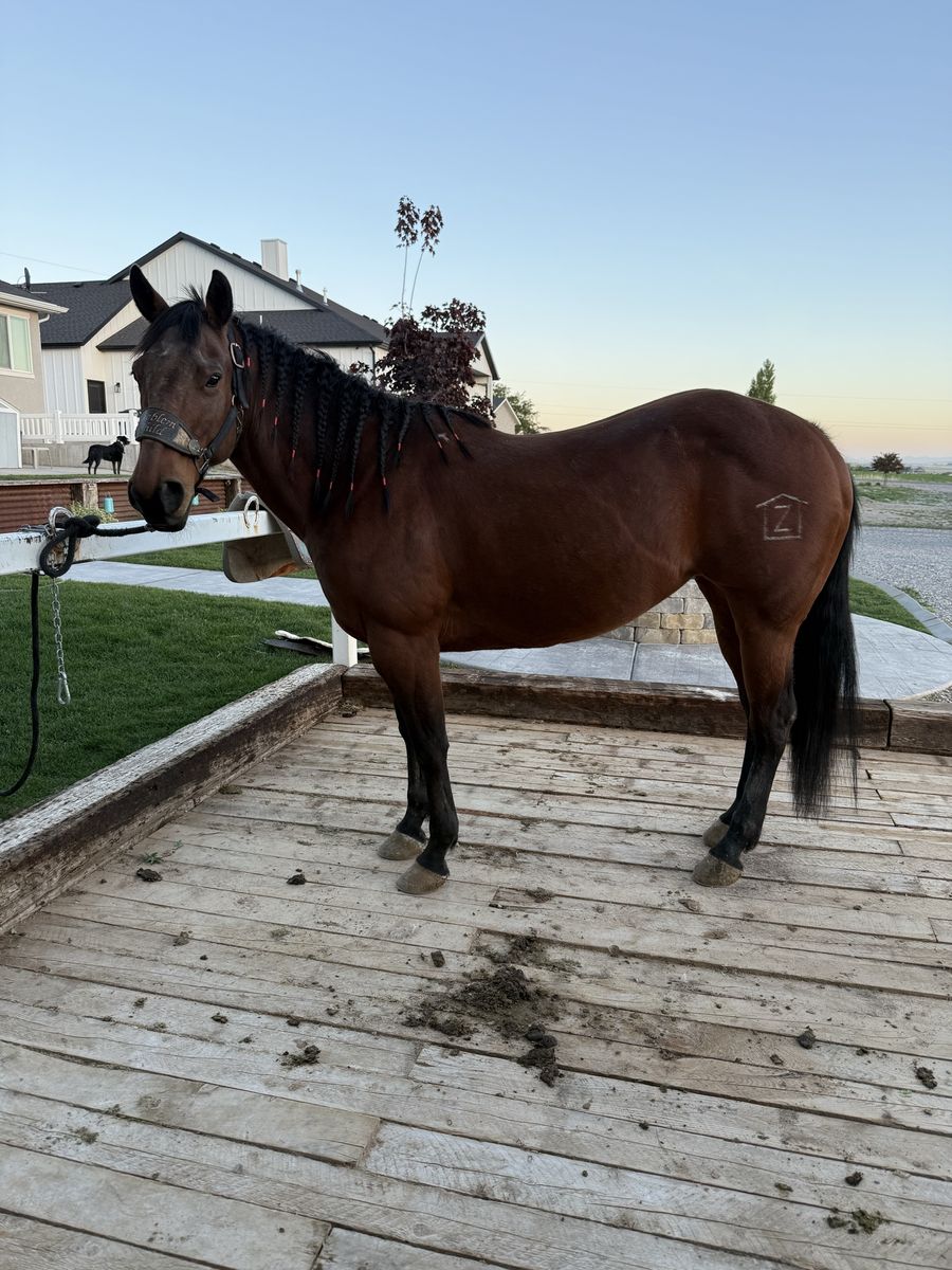 10 year  old mare