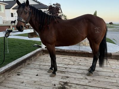 10 year old mare