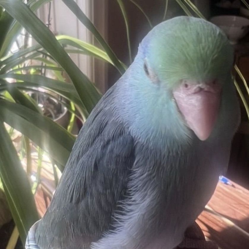 Searching For Young Tame Male Blue/Green Parrotlet