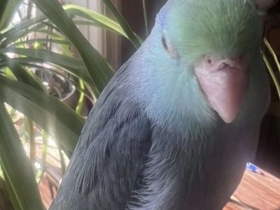 Searching For Young Tame Male Blue/Green Parrotlet