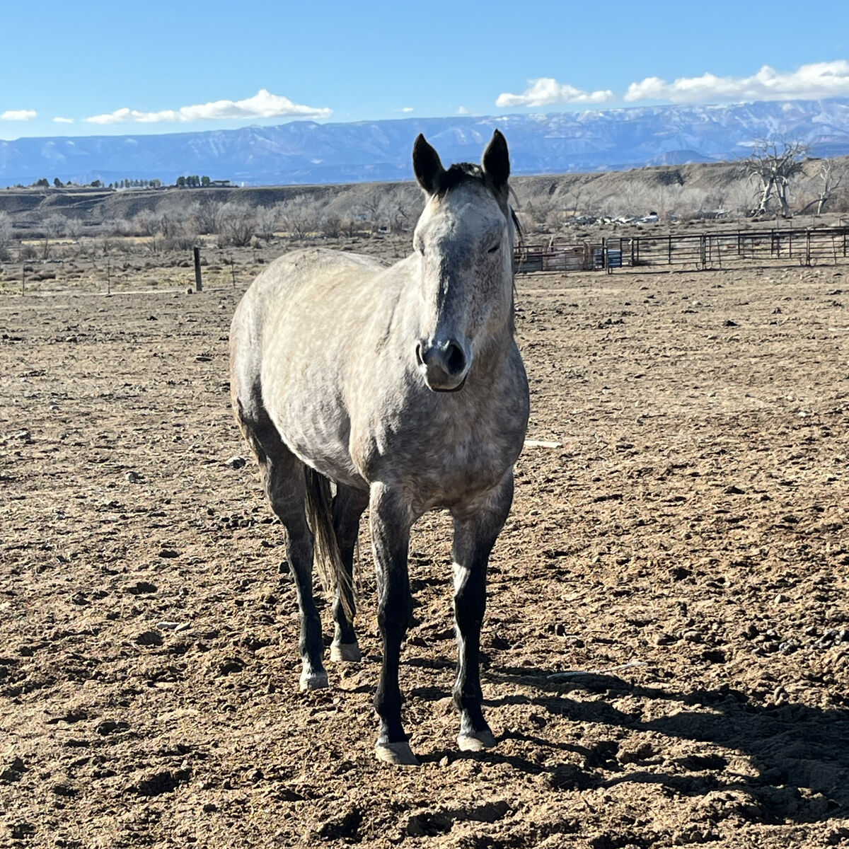 AQHA Brood Mare