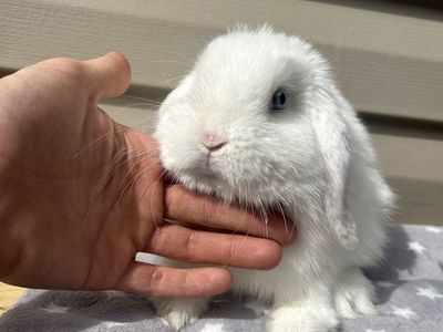 Holland lop buck