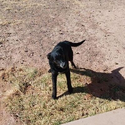 Hello my name is Goofy