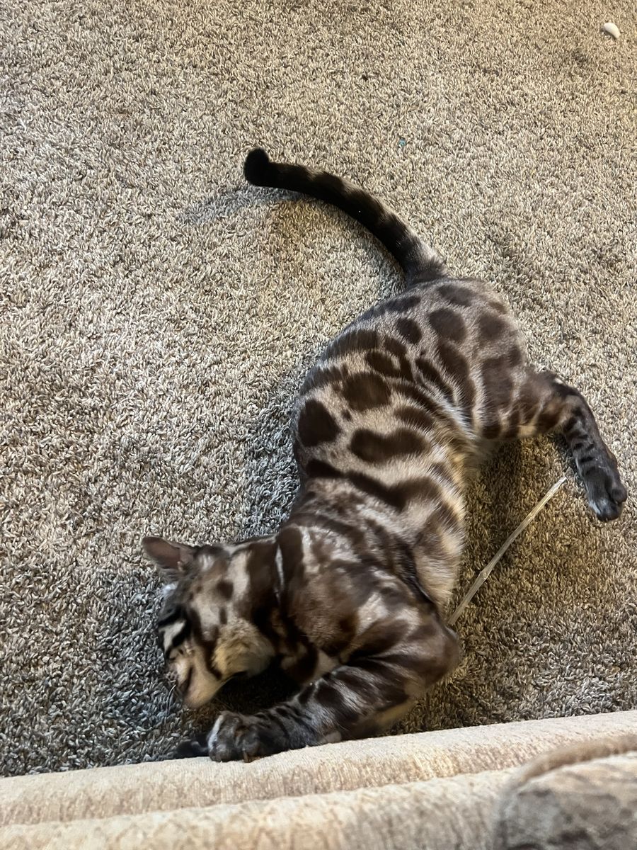 Adorable male Bengal