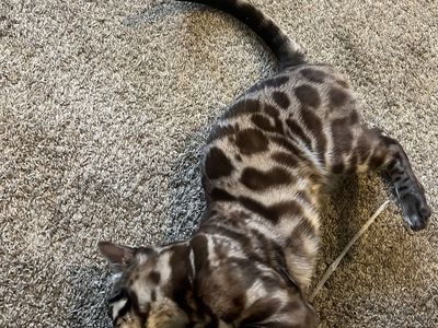 Adorable male Bengal