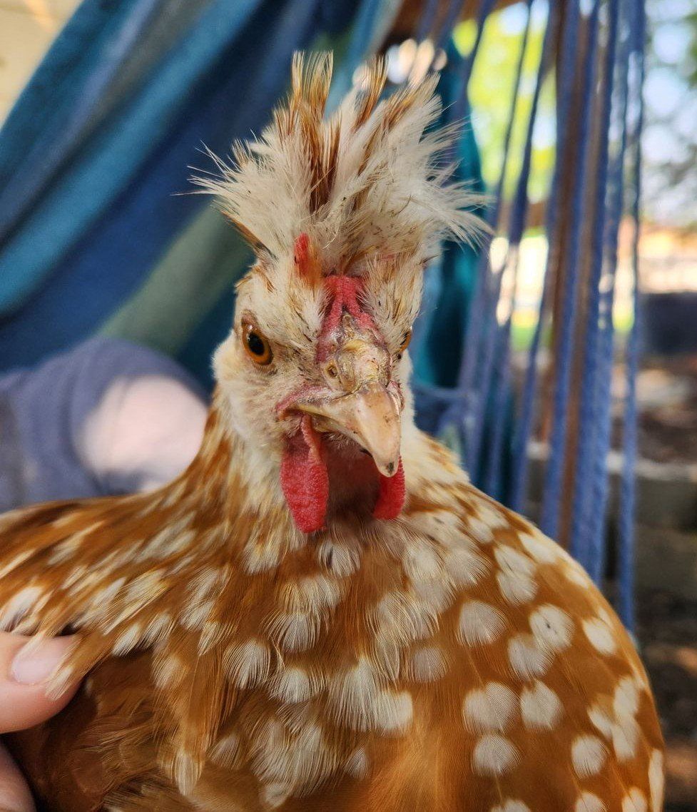Live Chickens - Backyard Poultry