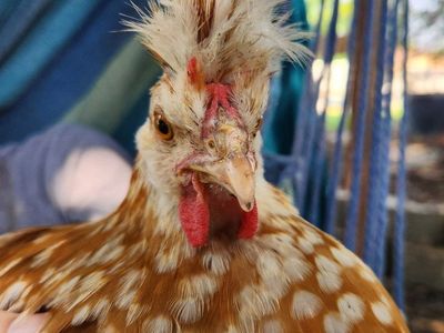 Live Chickens - Backyard Poultry
