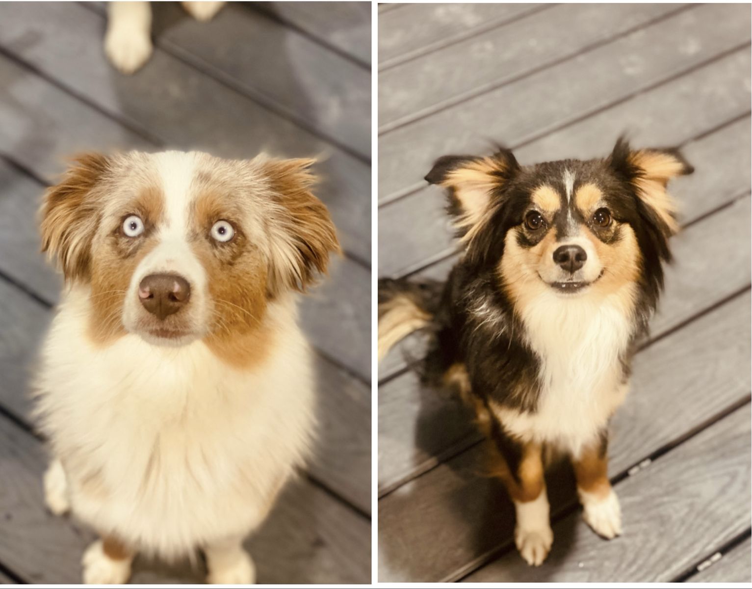 Two Mini Aussies/ Aussie/ Australian Shepherds