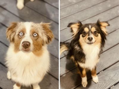 Two Mini Aussies/ Aussie/ Australian Shepherds