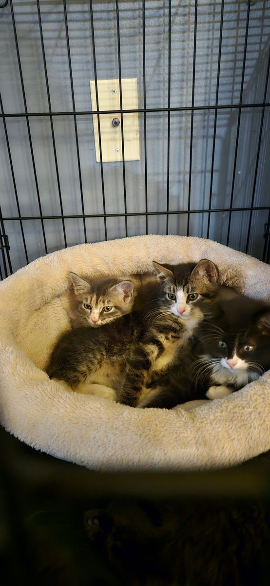 9.5 week old kittens