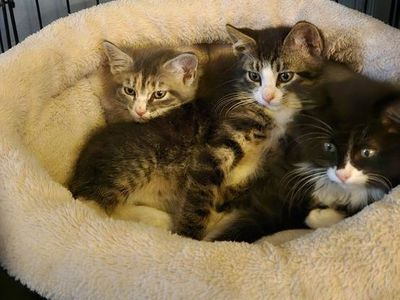 9.5 week old kittens