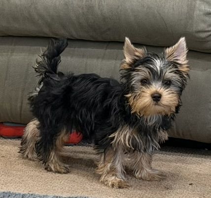 Awesome Yorkie with Beautiful Silky Coat