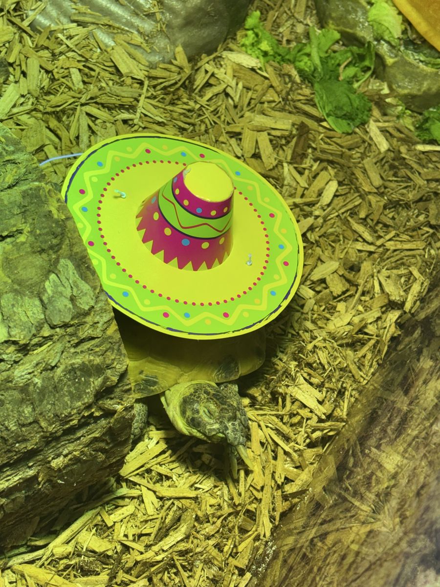 Main image 6