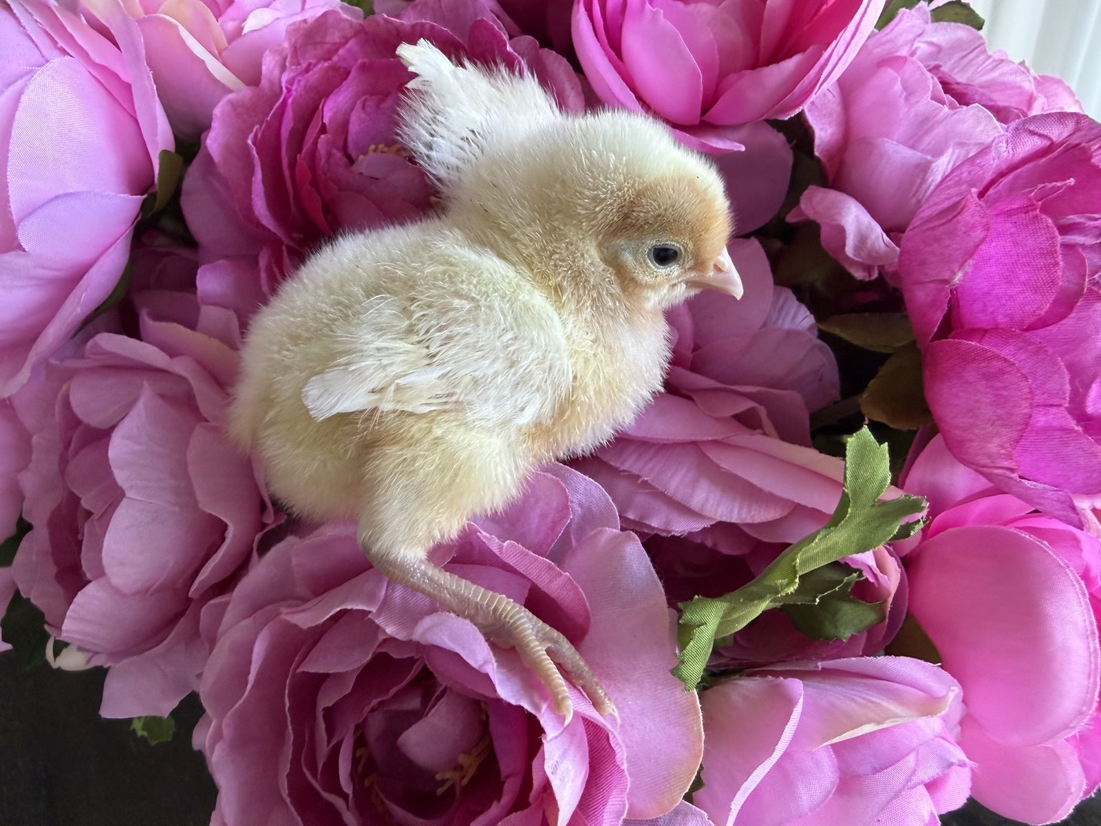 2 opal legbars ch ika sexed female extremely rare!