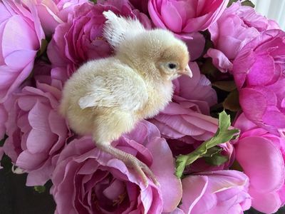 2 opal legbars ch ika sexed female extremely rare!