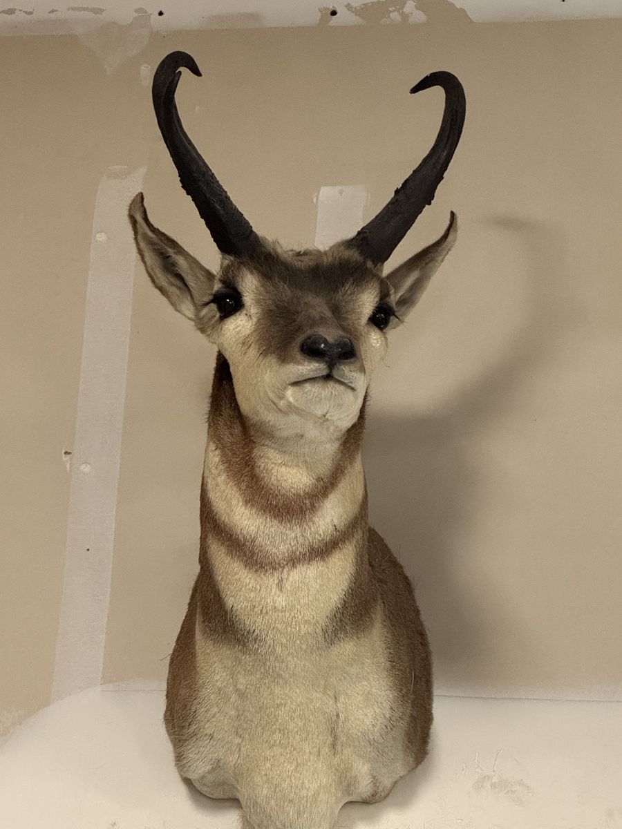 Antelope shoulder mount