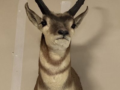 Antelope shoulder mount