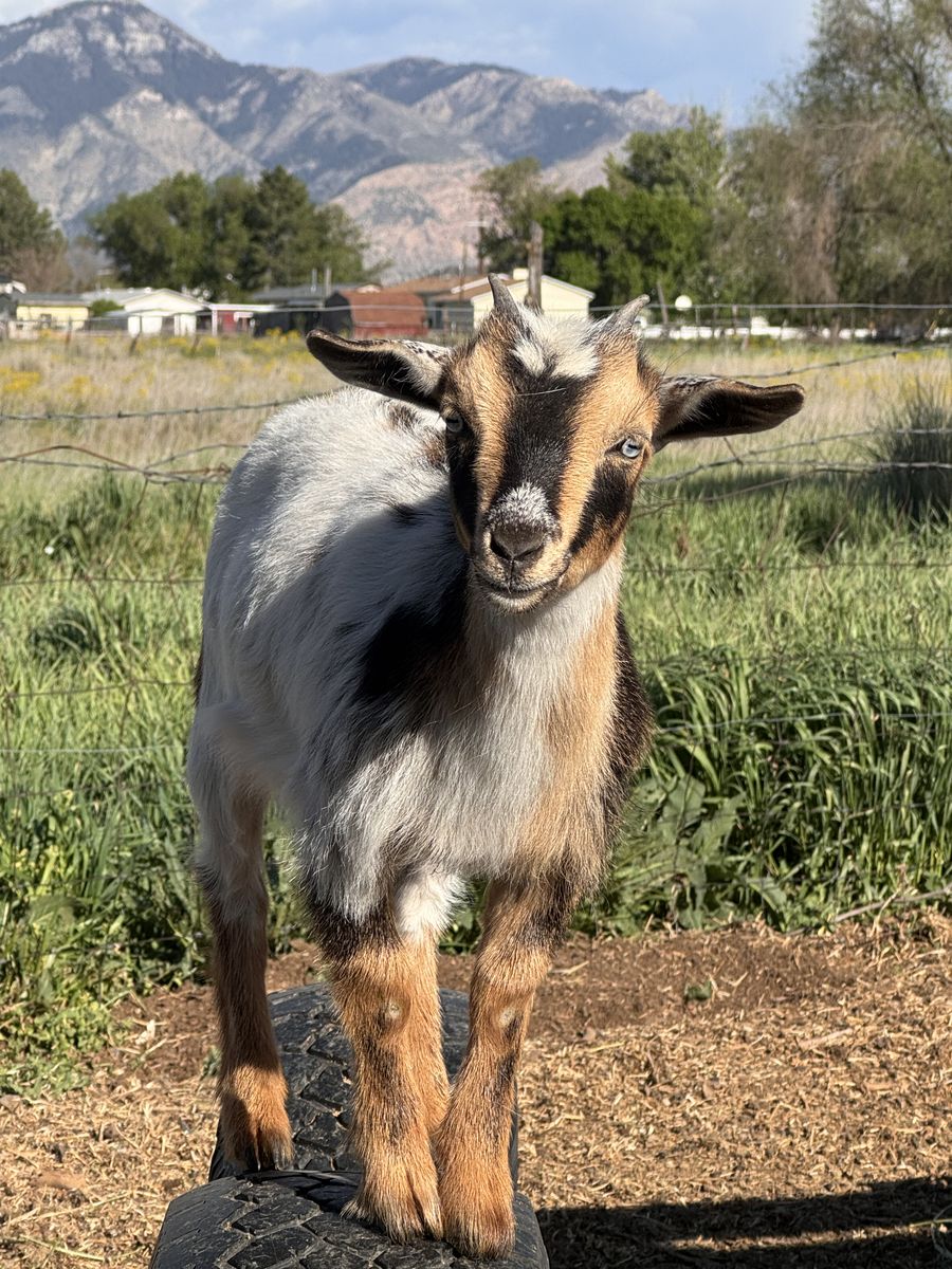Nigerian Dwarf Doeling
