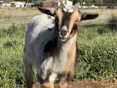 Nigerian Dwarf Doeling