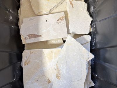 Genuine Fossil Fish Specimens - Assorted Sizes & Species - Perfect for Collectors & Display