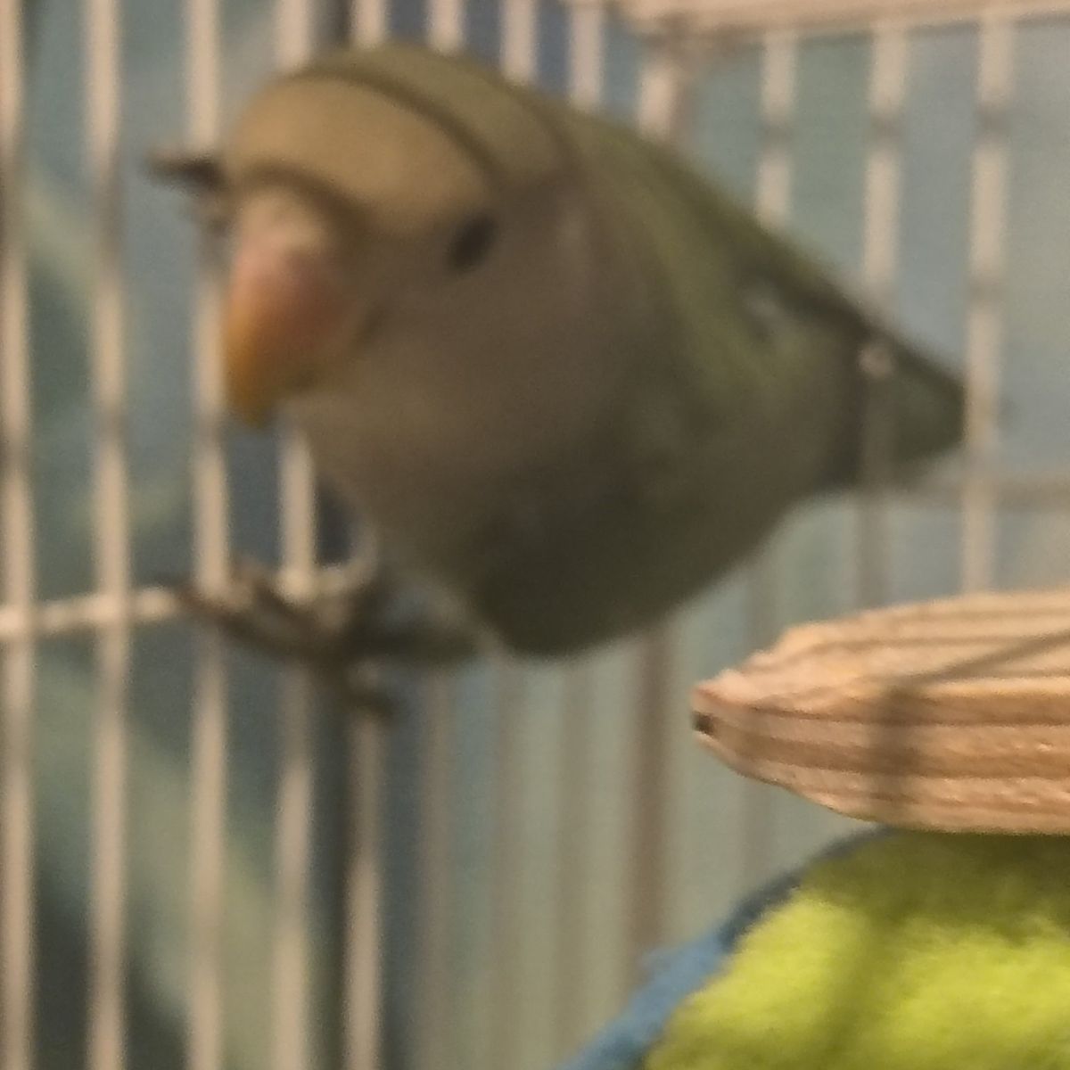 Lovebirds PRICE REDUCED