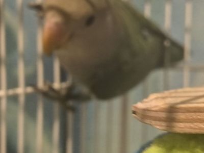 Lovebirds PRICE REDUCED