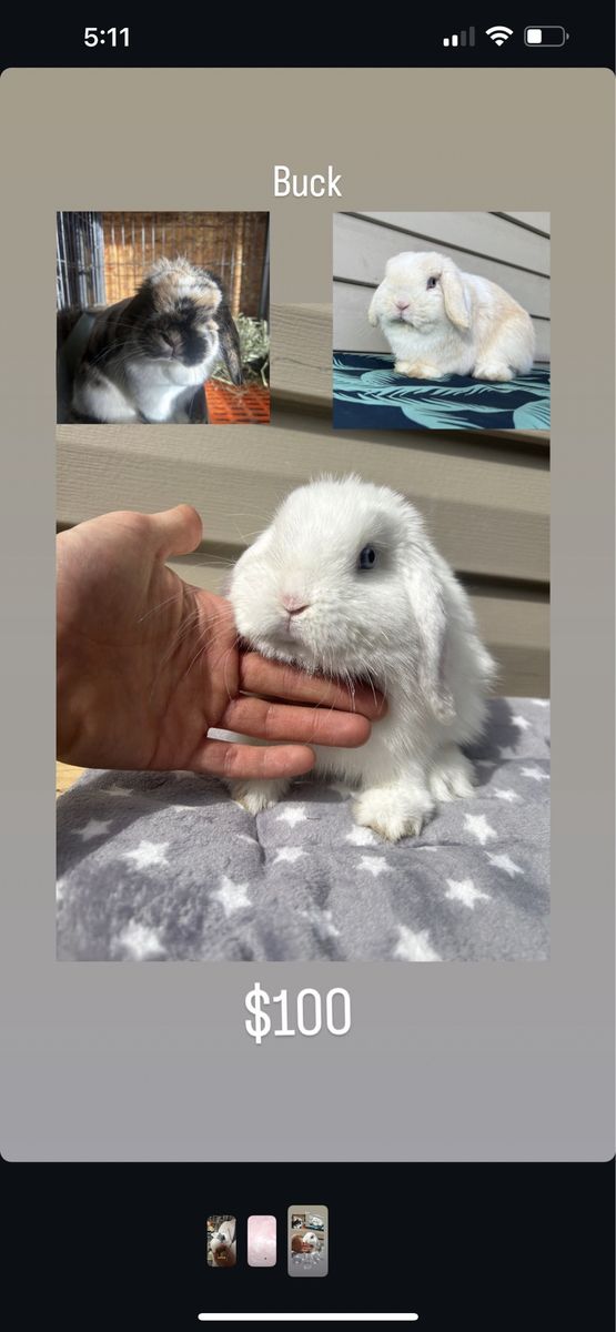 Holland lop buck 4 months