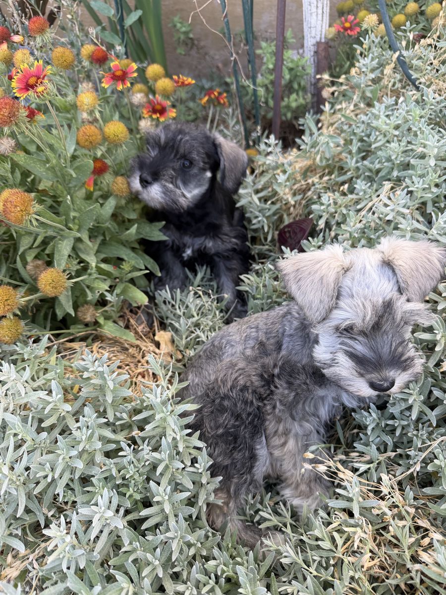 HEALTHY MINI PURBREED FEMALE SCHNAUZER PUPPY W/ MEGA SOFT FUR/ BLUE EYE $1200