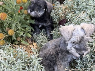 HEALTHY MINI PURBREED FEMALE SCHNAUZER PUPPY W/ MEGA SOFT FUR/ BLUE EYE $1200