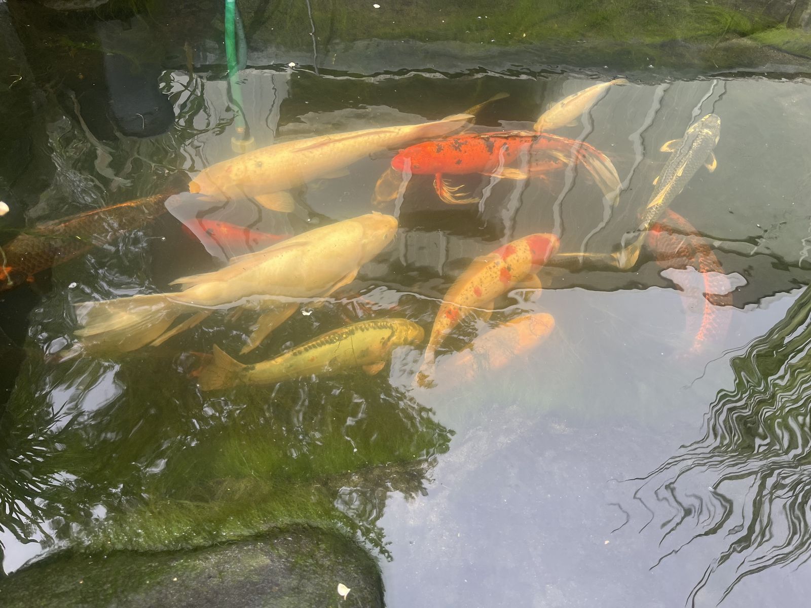 Koi For Sale