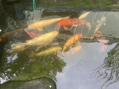 Koi For Sale