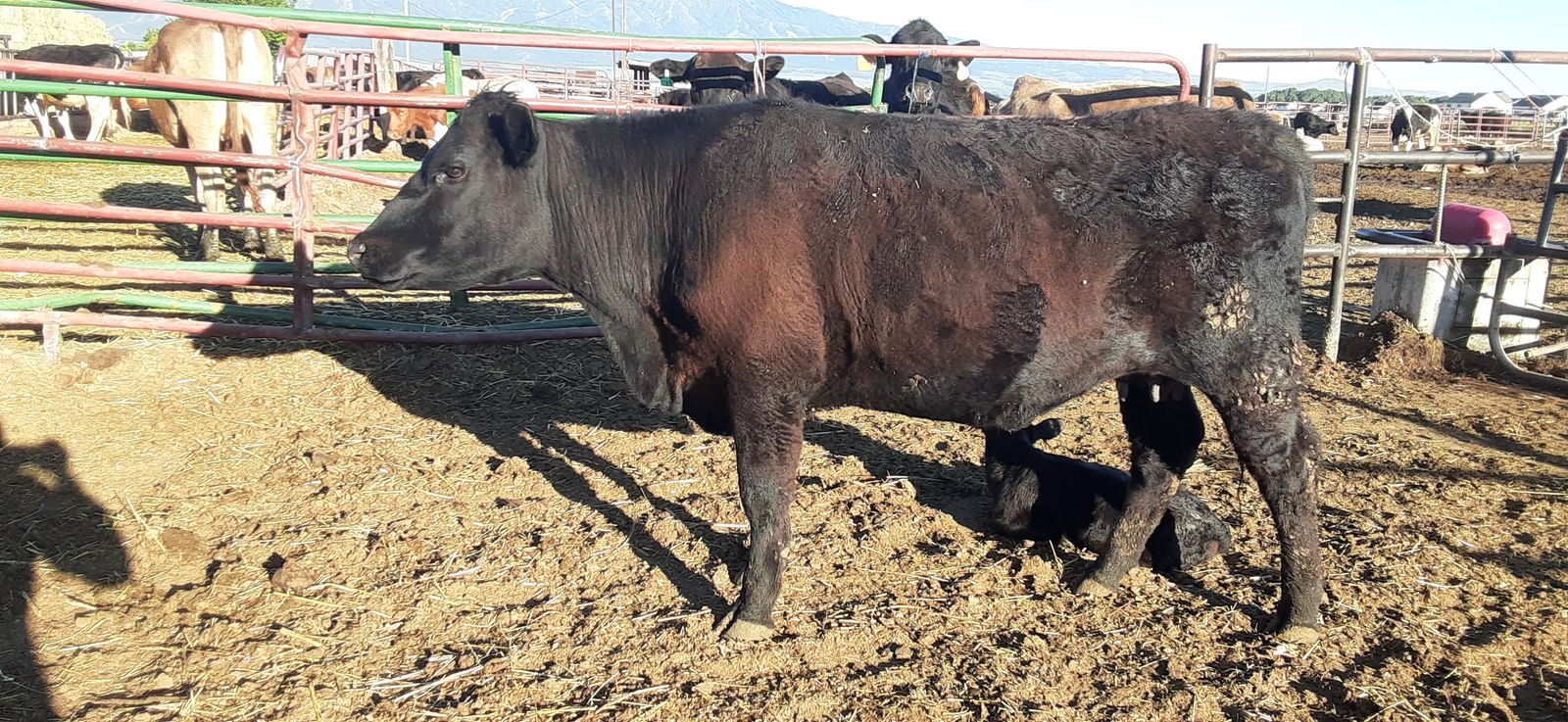 First calf Angus cow with bull calf