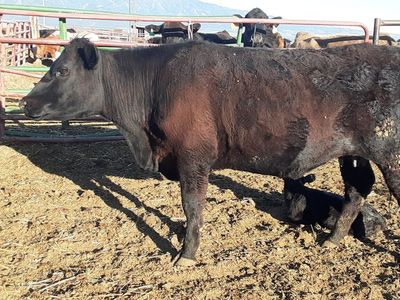 First calf Angus cow with bull calf