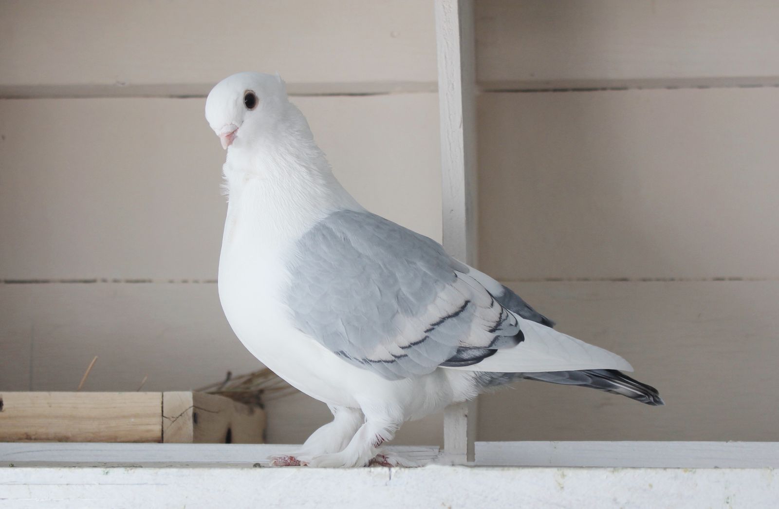 Classic Frill Pigeons
