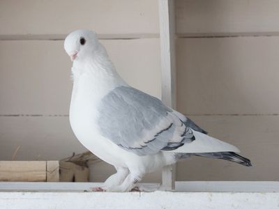Classic Frill Pigeons
