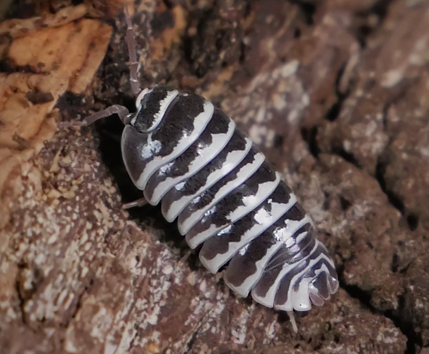 Zebra Isopods