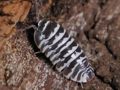 Zebra Isopods