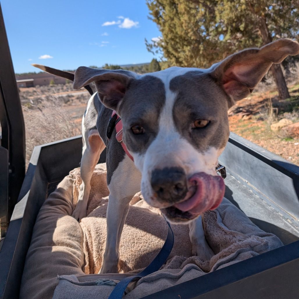 Hello my name is Joplin