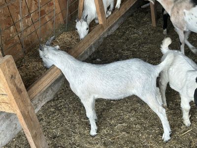 Lamancha buck