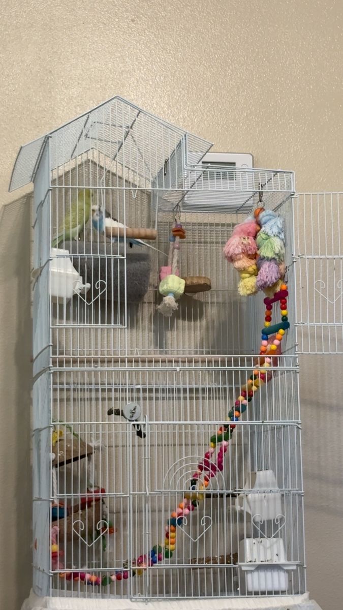 Birds