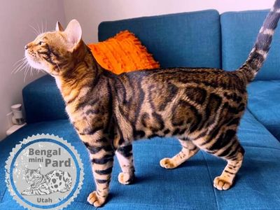 Beautiful Male Bengal Stud Tica registered