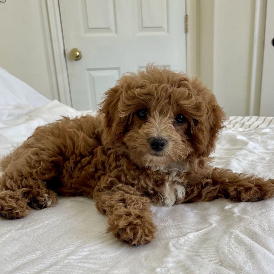 Mini Cavapoo Cavadoodle Female Puppy