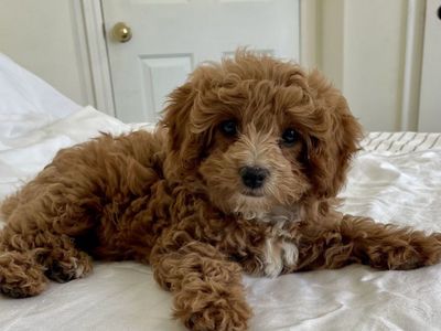 Mini Cavapoo Cavadoodle Female Puppy