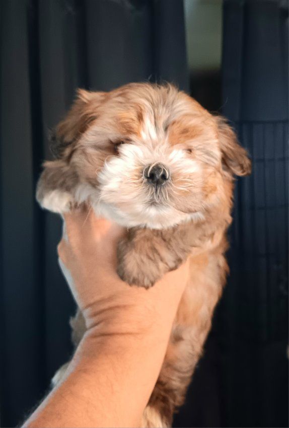 Cutest Pocket Puppies. *6* Havanese. 5 Black w/ White ($499). 1 Golden w/ White ($699). Will Deliver. *READY NOW*