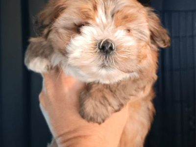 Cutest Pocket Puppies. *6* Havanese. 5 Black w/ White ($499). 1 Golden w/ White ($699). Will Deliver. *READY NOW*