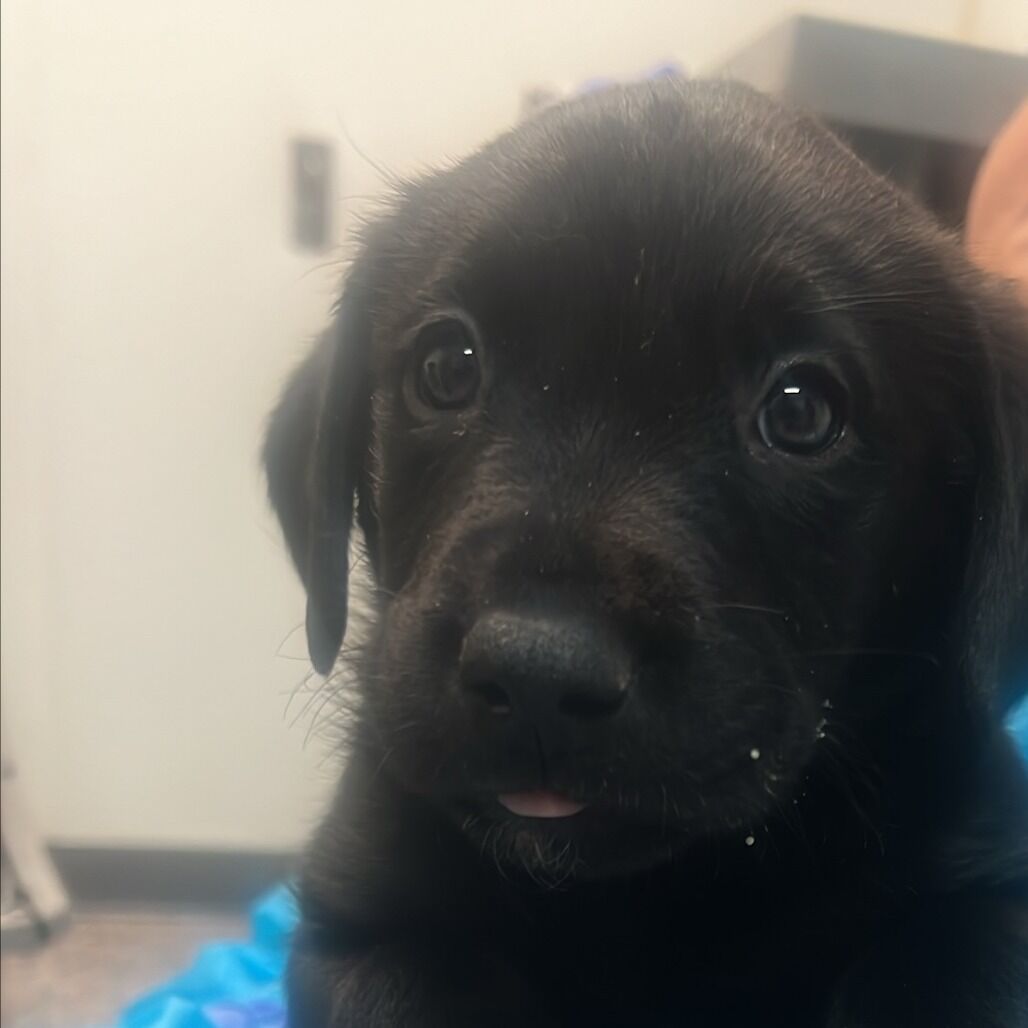 Hello my name is Donatello